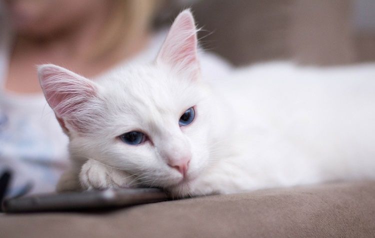 gatos blacos ojos azules sordos 2 compressor