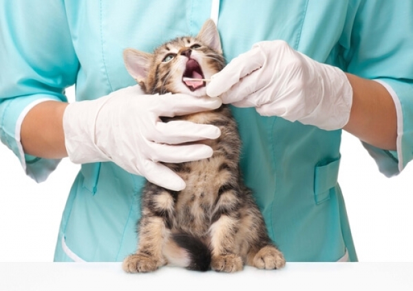 Limpieza bucal en mascotas: prevención de enfermedades.