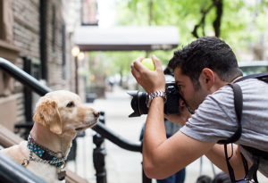 10 claves para fotografiar mascotas